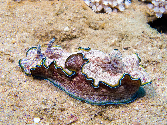  Glossodoris cincta (Sea Slug)